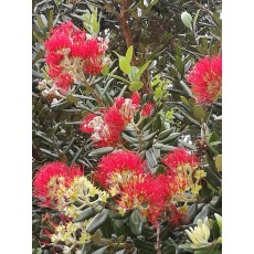 Metrosideros excelsa Metrosideros excelsa